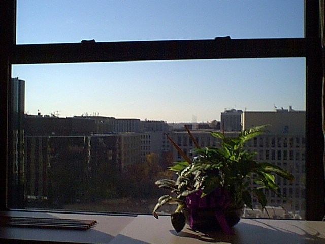 120018WindowPlant.jpg (71060 bytes)